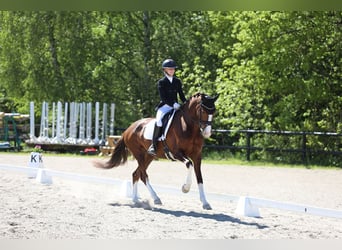 Dänisches Warmblut, Stute, 10 Jahre, 168 cm, Dunkelfuchs
