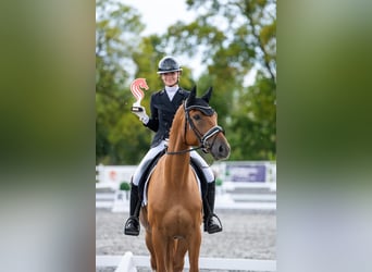 Dänisches Warmblut, Stute, 10 Jahre, 173 cm, Fuchs