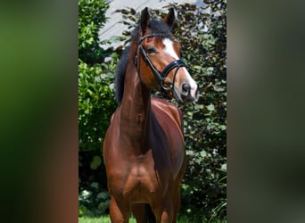 Dänisches Warmblut, Stute, 10 Jahre, 174 cm, Rotbrauner