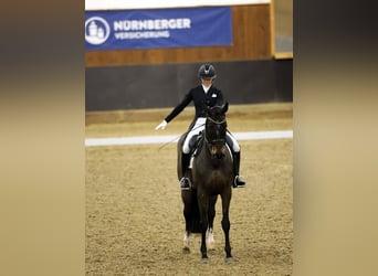 Dänisches Warmblut, Stute, 10 Jahre, 177 cm, Dunkelbrauner