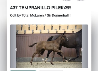 Dänisches Warmblut, Stute, 12 Jahre, 167 cm, Rappe