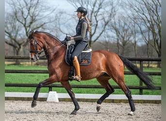 Dänisches Warmblut, Stute, 12 Jahre, Rotbrauner
