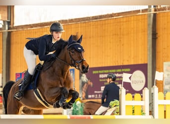 Dänisches Warmblut, Stute, 14 Jahre, 166 cm, Brauner