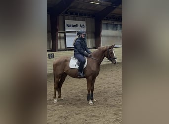Dänisches Warmblut, Stute, 14 Jahre, 166 cm, Fuchs