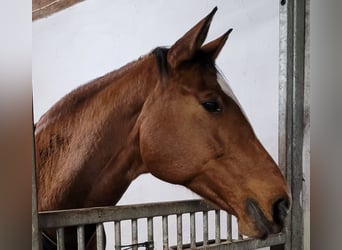 Dänisches Warmblut, Stute, 14 Jahre, 173 cm, Brauner