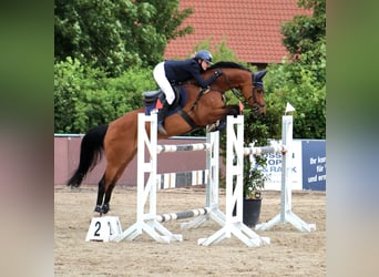 Dänisches Warmblut, Stute, 15 Jahre, 163 cm, Brauner