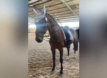 Dänisches Warmblut, Stute, 15 Jahre, 164 cm, Brauner