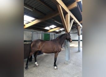 Dänisches Warmblut, Stute, 15 Jahre, 168 cm, Brauner