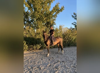 Dänisches Warmblut, Stute, 15 Jahre, 169 cm, Brauner