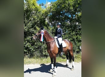 Dänisches Warmblut, Stute, 15 Jahre, 174 cm, Dunkelbrauner