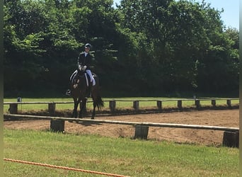 Dänisches Warmblut, Stute, 15 Jahre, 174 cm, Dunkelbrauner