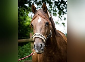 Dänisches Warmblut, Stute, 15 Jahre, Dunkelfuchs