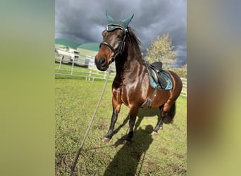 Dänisches Warmblut Mix, Stute, 16 Jahre, 153 cm, Dunkelbrauner