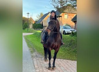 Dänisches Warmblut Mix, Stute, 16 Jahre, 153 cm, Dunkelbrauner