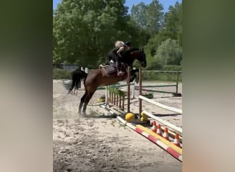 Dänisches Warmblut, Stute, 16 Jahre, 164 cm, Brauner