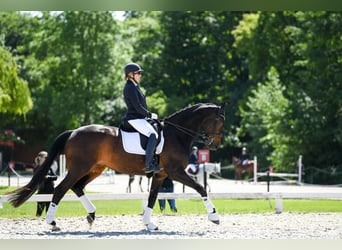 Dänisches Warmblut, Stute, 16 Jahre, 172 cm, Dunkelbrauner