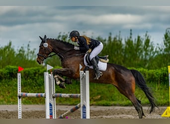 Dänisches Warmblut, Stute, 16 Jahre, 174 cm, Dunkelbrauner