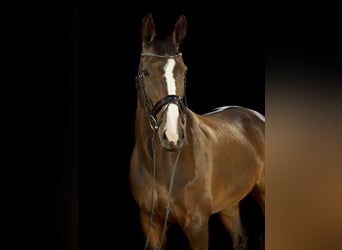 Dänisches Warmblut, Stute, 16 Jahre, 174 cm, Dunkelbrauner