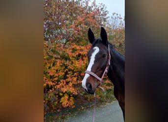 Dänisches Warmblut, Stute, 16 Jahre, 174 cm, Dunkelbrauner
