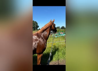 Dänisches Warmblut, Stute, 18 Jahre, 162 cm, Fuchs