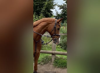 Dänisches Warmblut, Stute, 18 Jahre, 162 cm, Fuchs