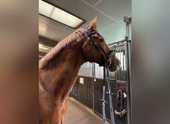 Dänisches Warmblut, Stute, 18 Jahre, 162 cm, Fuchs