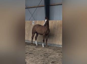 Dänisches Warmblut, Stute, 1 Jahr, 168 cm, Red Dun