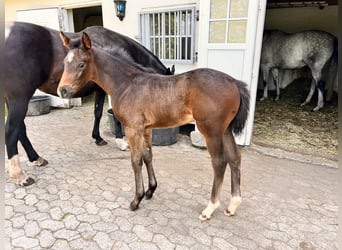 Dänisches Warmblut, Stute, 1 Jahr, 169 cm, Rotbrauner