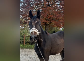 Dänisches Warmblut, Stute, 1 Jahr, 170 cm, Brauner