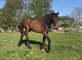 Dänisches Warmblut, Stute, 1 Jahr, 170 cm, Brauner