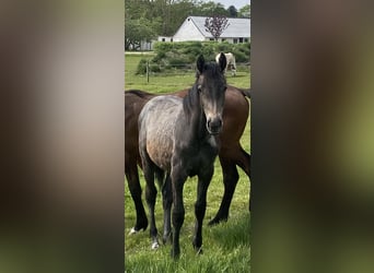 Dänisches Warmblut, Stute, 1 Jahr, Schimmel