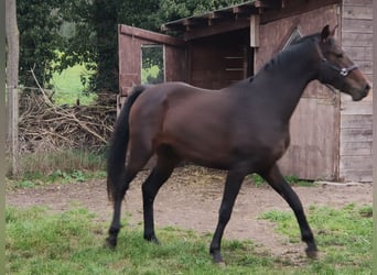 Dänisches Warmblut, Stute, 2 Jahre, 167 cm, Dunkelbrauner