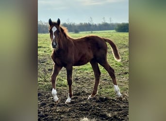 Dänisches Warmblut, Stute, 2 Jahre, 168 cm, Dunkelfuchs