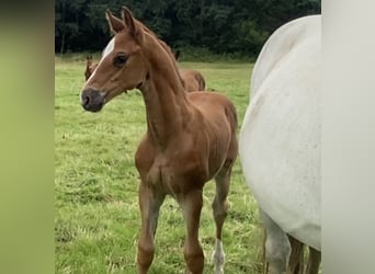 Dänisches Warmblut, Stute, 2 Jahre, 168 cm, Dunkelfuchs
