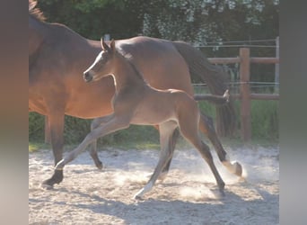 Dänisches Warmblut, Stute, 2 Jahre, 170 cm, Brauner