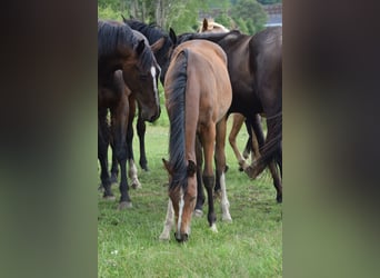 Dänisches Warmblut, Stute, 2 Jahre, 170 cm, Hellbrauner