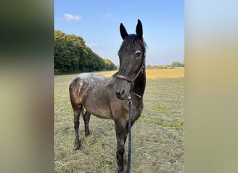 Dänisches Warmblut Mix, Stute, 3 Jahre, 155 cm, Schimmel