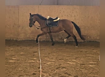 Dänisches Warmblut Mix, Stute, 3 Jahre, 156 cm, Rotbrauner