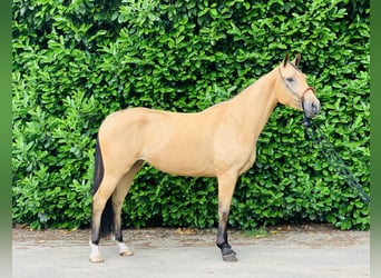Dänisches Warmblut, Stute, 3 Jahre, 160 cm, Falbe