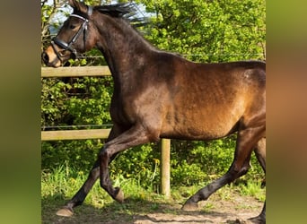 Dänisches Warmblut, Stute, 3 Jahre, 165 cm, Brauner