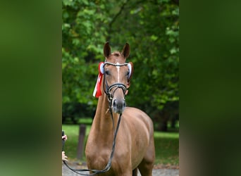 Dänisches Warmblut, Stute, 3 Jahre, 169 cm, Fuchs