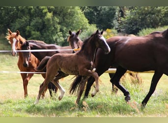 Dänisches Warmblut, Stute, 3 Jahre, 170 cm, Rappe