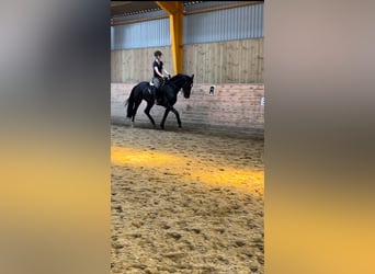 Dänisches Warmblut, Stute, 3 Jahre, 172 cm, Rappe