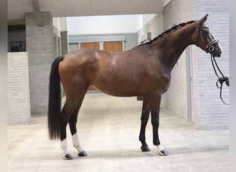 Dänisches Warmblut, Stute, 3 Jahre, 175 cm, Brauner