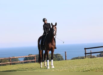 Dänisches Warmblut, Stute, 3 Jahre, 175 cm, Brauner