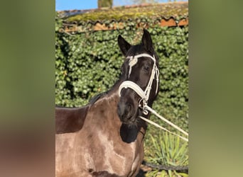 Dänisches Warmblut, Stute, 4 Jahre, 152 cm, Rappe