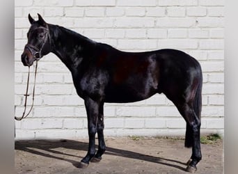 Dänisches Warmblut, Stute, 4 Jahre, 166 cm, Rappe