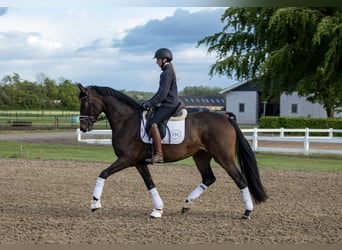 Dänisches Warmblut, Stute, 4 Jahre, 167 cm, Brauner