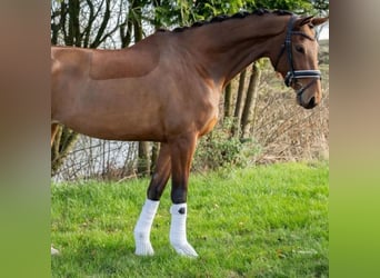 Dänisches Warmblut, Stute, 4 Jahre, 167 cm, Hellbrauner