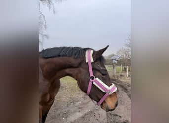 Dänisches Warmblut, Stute, 4 Jahre, 168 cm, Dunkelbrauner